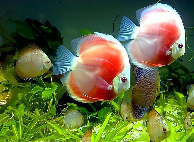 七彩野彩魚為何要少吃【七彩神仙魚的飼養(yǎng)技術(shù)】