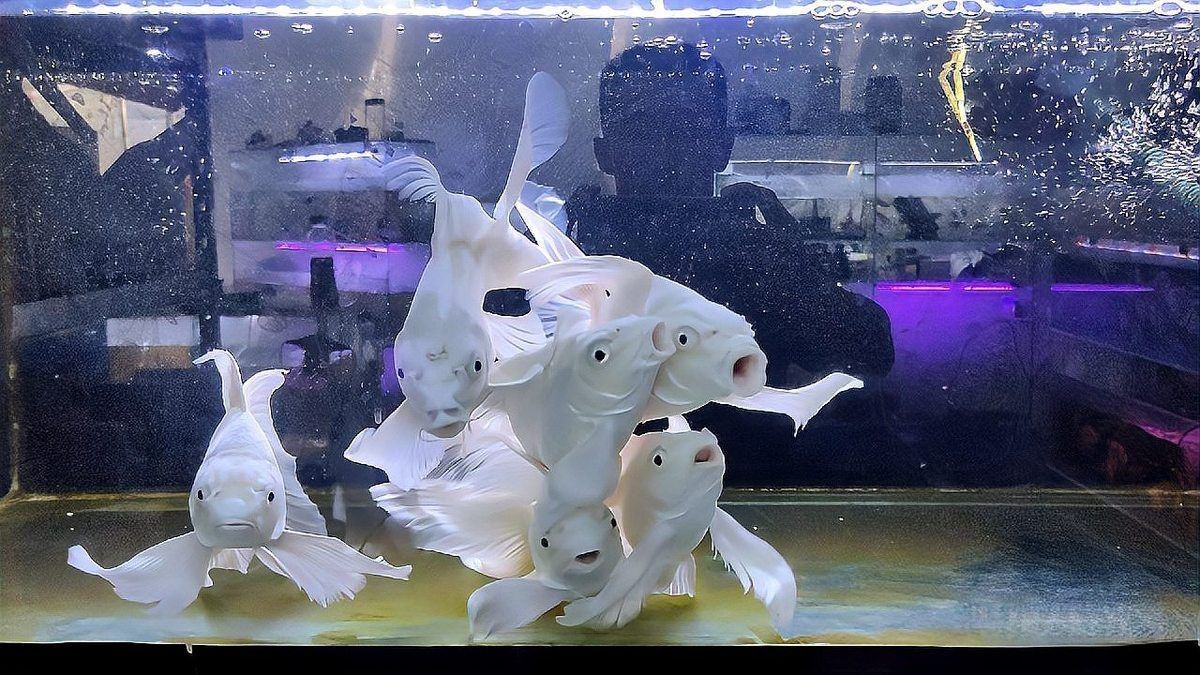 十大最受歡迎的觀賞魚排名【十大最受歡迎的觀賞魚排名十大最受歡迎的觀賞魚排名】