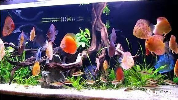 十大最受歡迎的觀賞魚排名【十大最受歡迎的觀賞魚排名十大最受歡迎的觀賞魚排名】