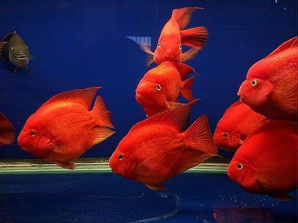 十大最受歡迎的觀賞魚排名【十大最受歡迎的觀賞魚排名十大最受歡迎的觀賞魚排名】 十大最受歡迎的觀賞魚排名【十大最受歡迎的觀賞魚排名十大最受歡迎的觀賞魚排名】 龍魚百科 第7張