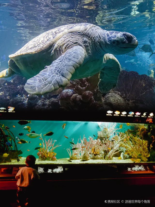 世界十大水族館【世界十大水族館各具特色】