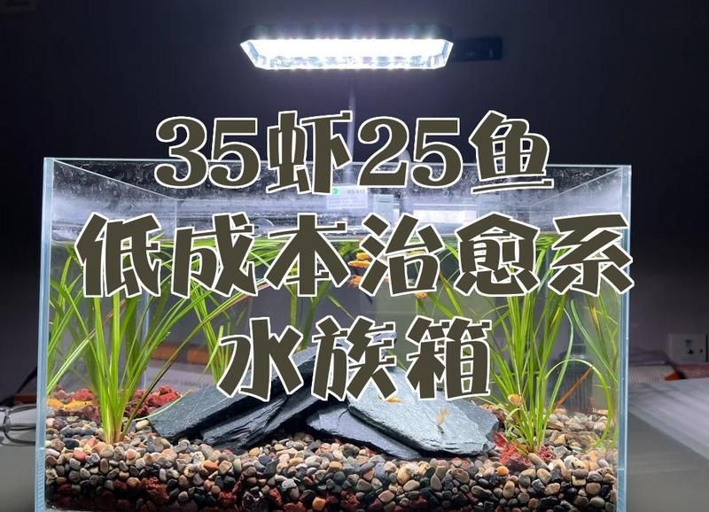 橫放缸和豎放缸的價格差異大嗎？【橫放缸與豎放缸價格差異】 橫放缸和豎放缸的價格差異大嗎？【橫放缸與豎放缸價格差異】 龍魚百科 第7張