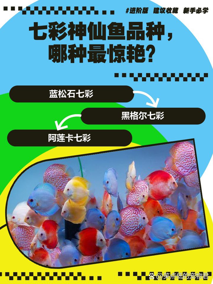 七彩神仙魚哪個品種最貴【七彩神仙魚