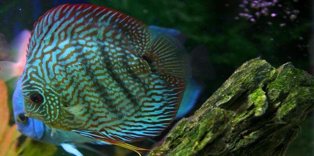 七彩神仙魚哪個(gè)品種最貴【七彩神仙魚