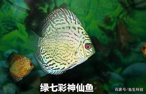 七彩神仙魚哪個品種最貴【七彩神仙魚