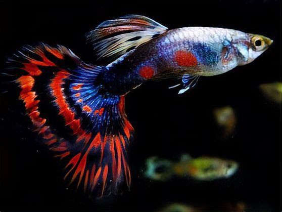 孔雀魚隔三差五死一條【《孔雀魚隔三差五死一條》在飼養(yǎng)孔雀魚的過程中出現(xiàn)了令人困擾的現(xiàn)象】