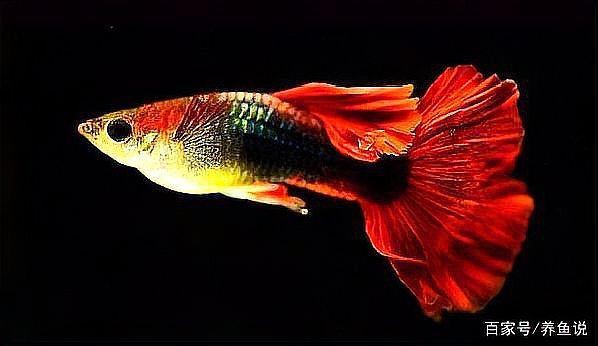 孔雀魚隔三差五死一條【《孔雀魚隔三差五死一條》在飼養(yǎng)孔雀魚的過程中出現(xiàn)了令人困擾的現(xiàn)象】