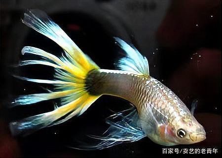 孔雀魚隔三差五死一條【《孔雀魚隔三差五死一條》在飼養孔雀魚的過程中出現了令人困擾的現象】