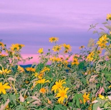 眉山魚缸維護【眉山地區的魚缸維護是一項綜合性服務，涵蓋水質管理、設備養護及生物健康等多方面】