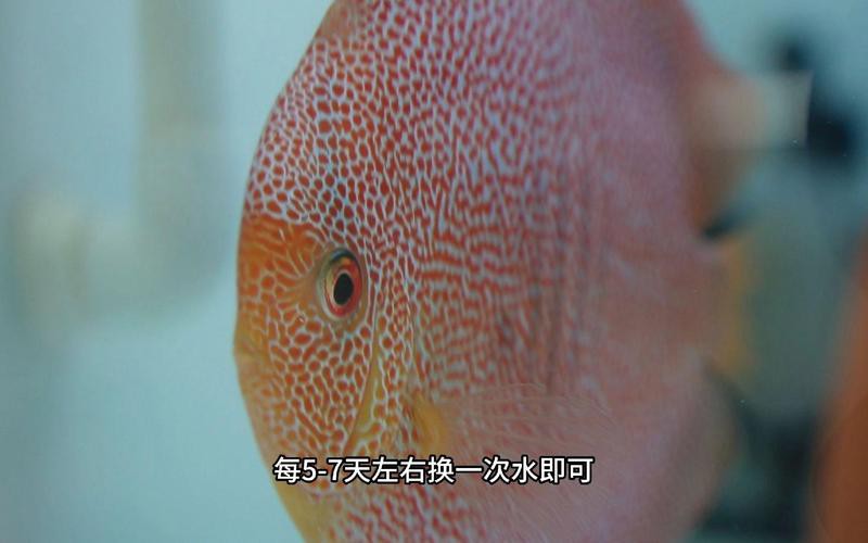七彩魚怎么養視頻教程【七彩神仙魚的飼養方法】
