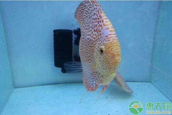 七彩魚怎么養視頻教程【七彩神仙魚的飼養方法】