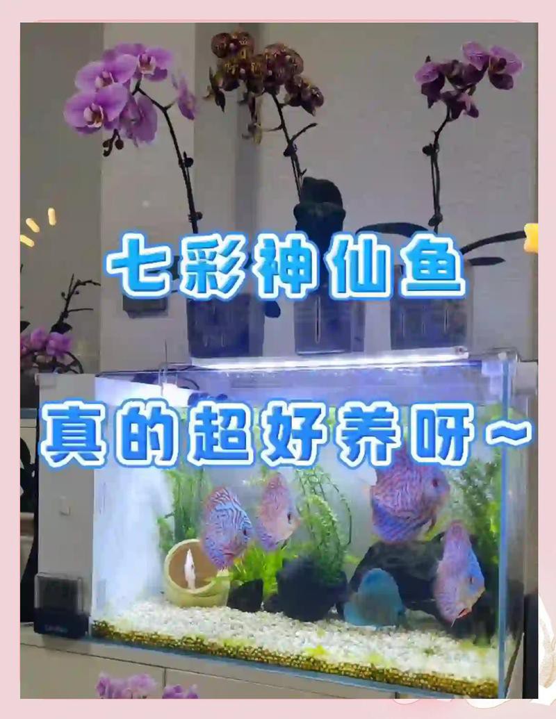 七彩魚怎么養視頻教程【七彩神仙魚的飼養方法】