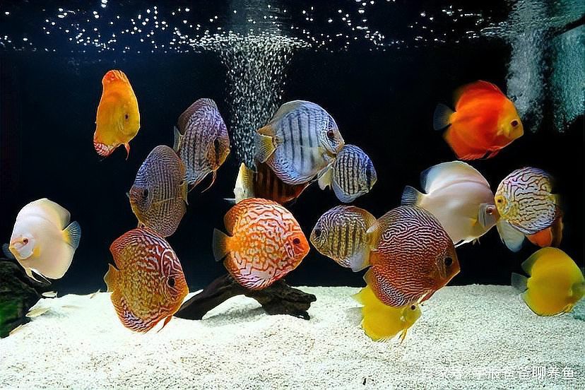 七彩魚怎么養視頻教程【七彩神仙魚的飼養方法】