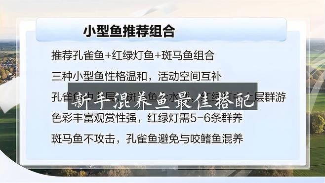 有哪些魚適合與新魚合缸？【哪幾種觀賞魚適合混養】