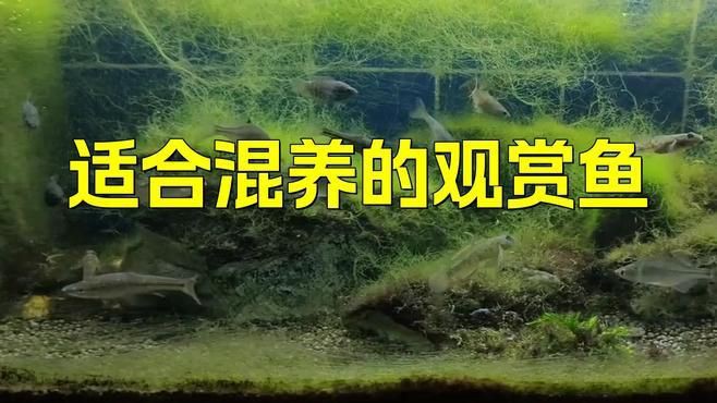 有哪些魚適合與新魚合缸？【哪幾種觀賞魚適合混養】