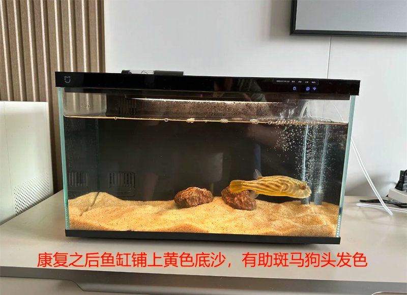 狗頭和河豚哪個貴【狗頭魚和河豚哪個更好養老六師傅哪個更好養】