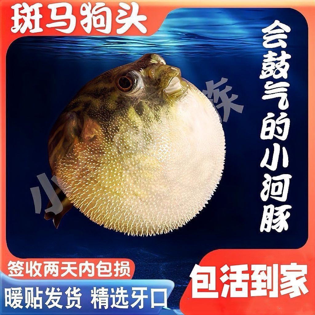 狗頭和河豚哪個貴【狗頭魚和河豚哪個更好養老六師傅哪個更好養】