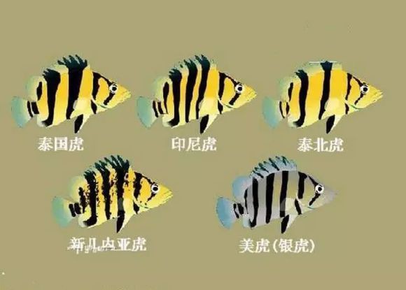 什么品種的虎魚最值錢【泰國虎魚價值如何？】