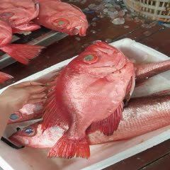 拉倫魚的市場價格是多少？【海釣拉倫魚2025年部分商家報價30元/斤】