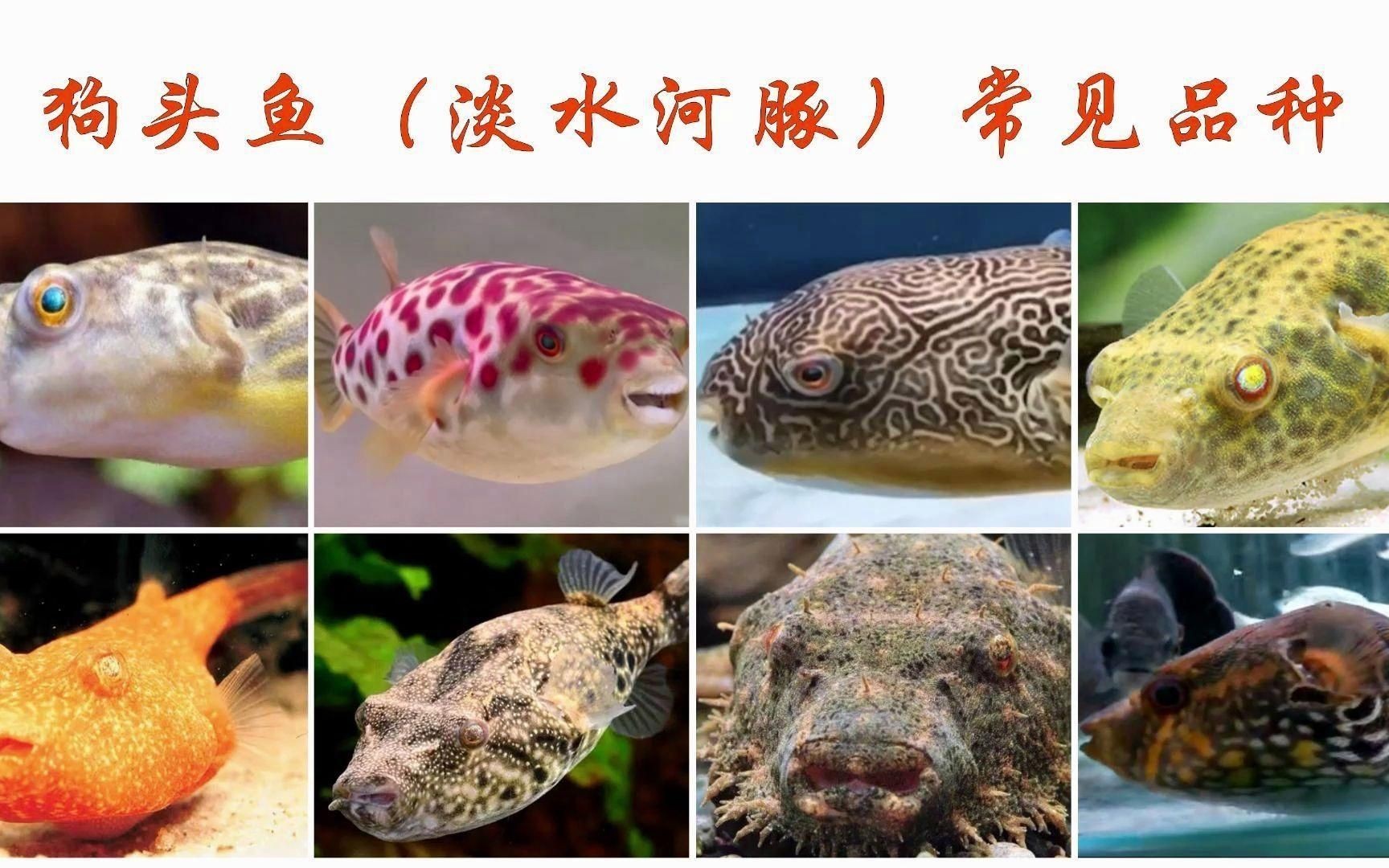 狗頭魚都有什么品種【狗頭魚(淡水河豚)常見品種介紹】