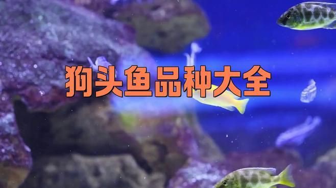 狗頭魚都有什么品種【狗頭魚(淡水河豚)常見品種介紹】