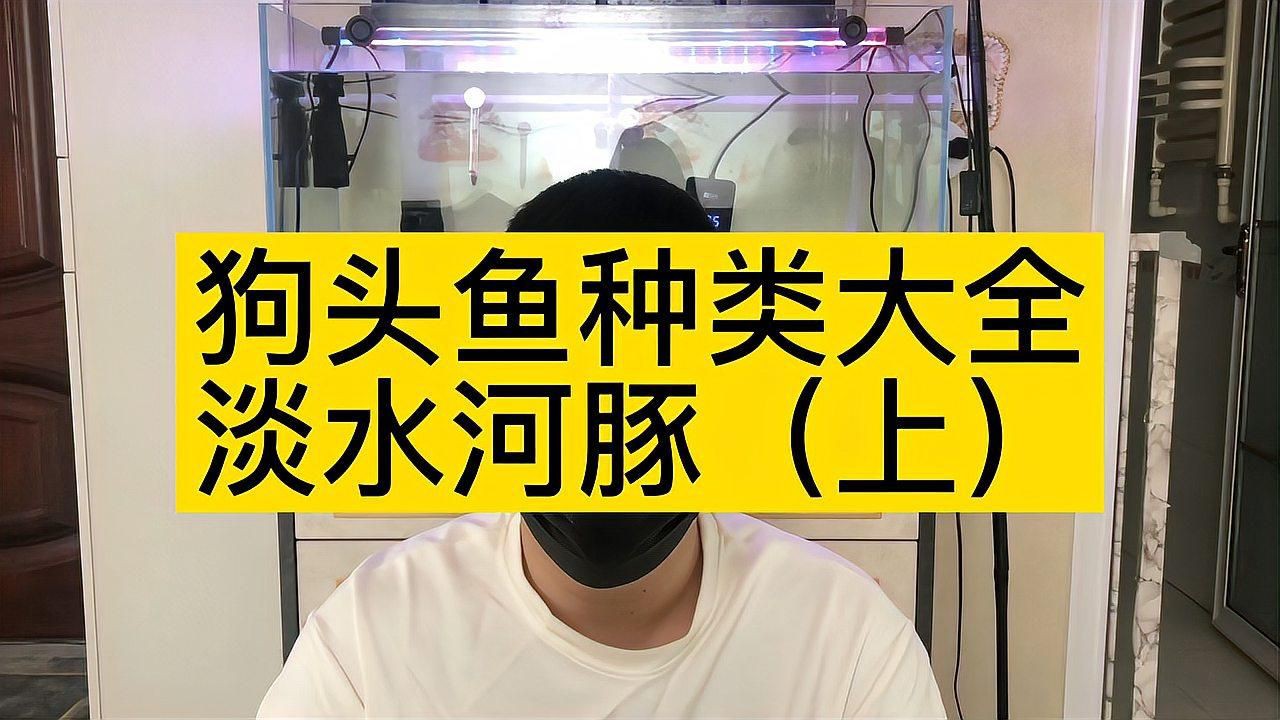 狗頭魚都有什么品種【狗頭魚(淡水河豚)常見品種介紹】