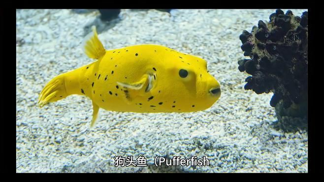 狗頭魚都有什么品種【狗頭魚(淡水河豚)常見品種介紹】