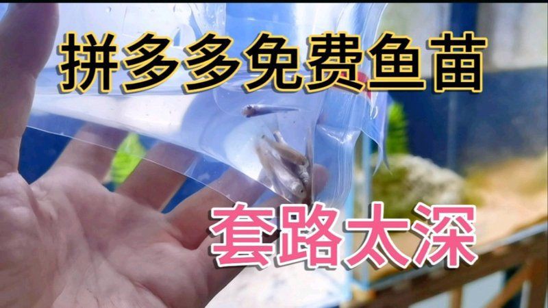 拼多多買魚苗可靠嗎【拼多多買魚苗可靠性參差不齊，智能模式回答完成調用工具】