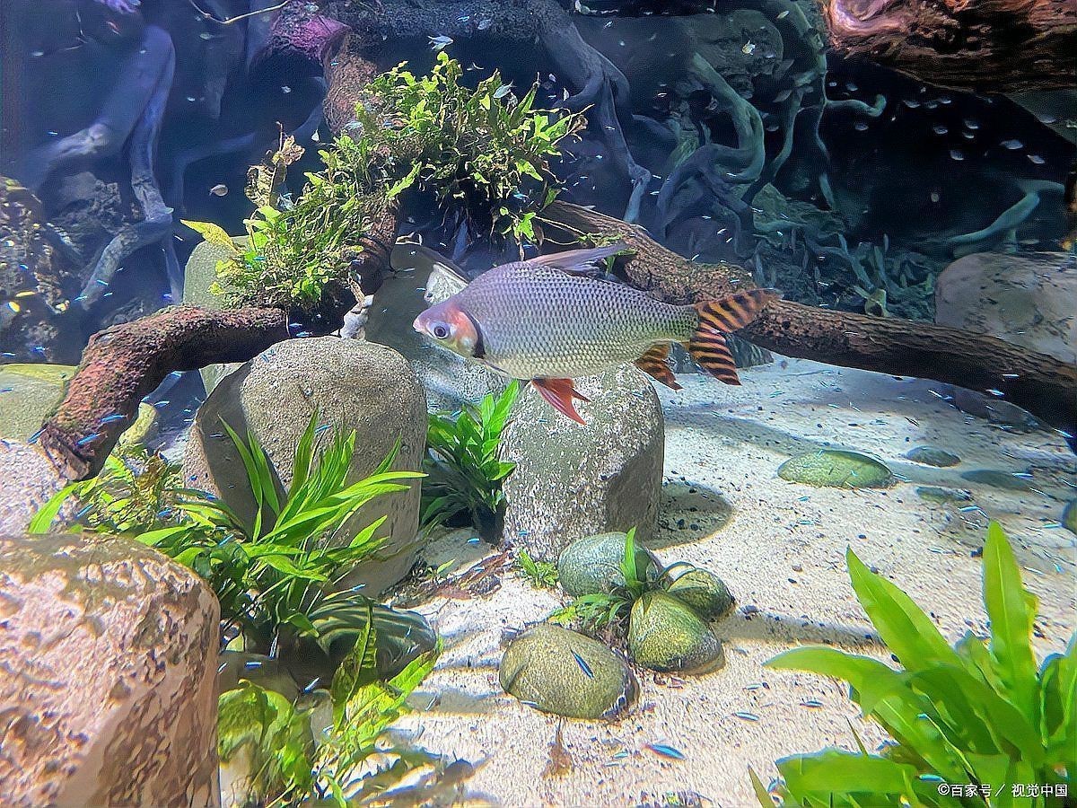 屬龍人養魚需要多久換一次水？【屬龍人養魚多久換一次水合適魚缸換水頻率全攻略】