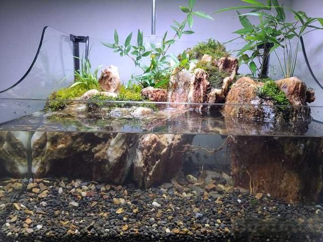 屬龍人養魚需要多久換一次水？【屬龍人養魚多久換一次水合適魚缸換水頻率全攻略】