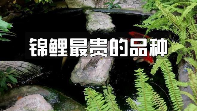 如何區分十大名貴錦鯉【《如何區分十大名貴錦鯉》】