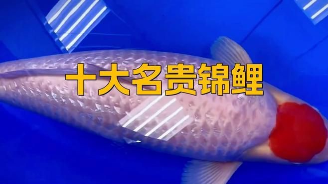 如何區分十大名貴錦鯉【《如何區分十大名貴錦鯉》】