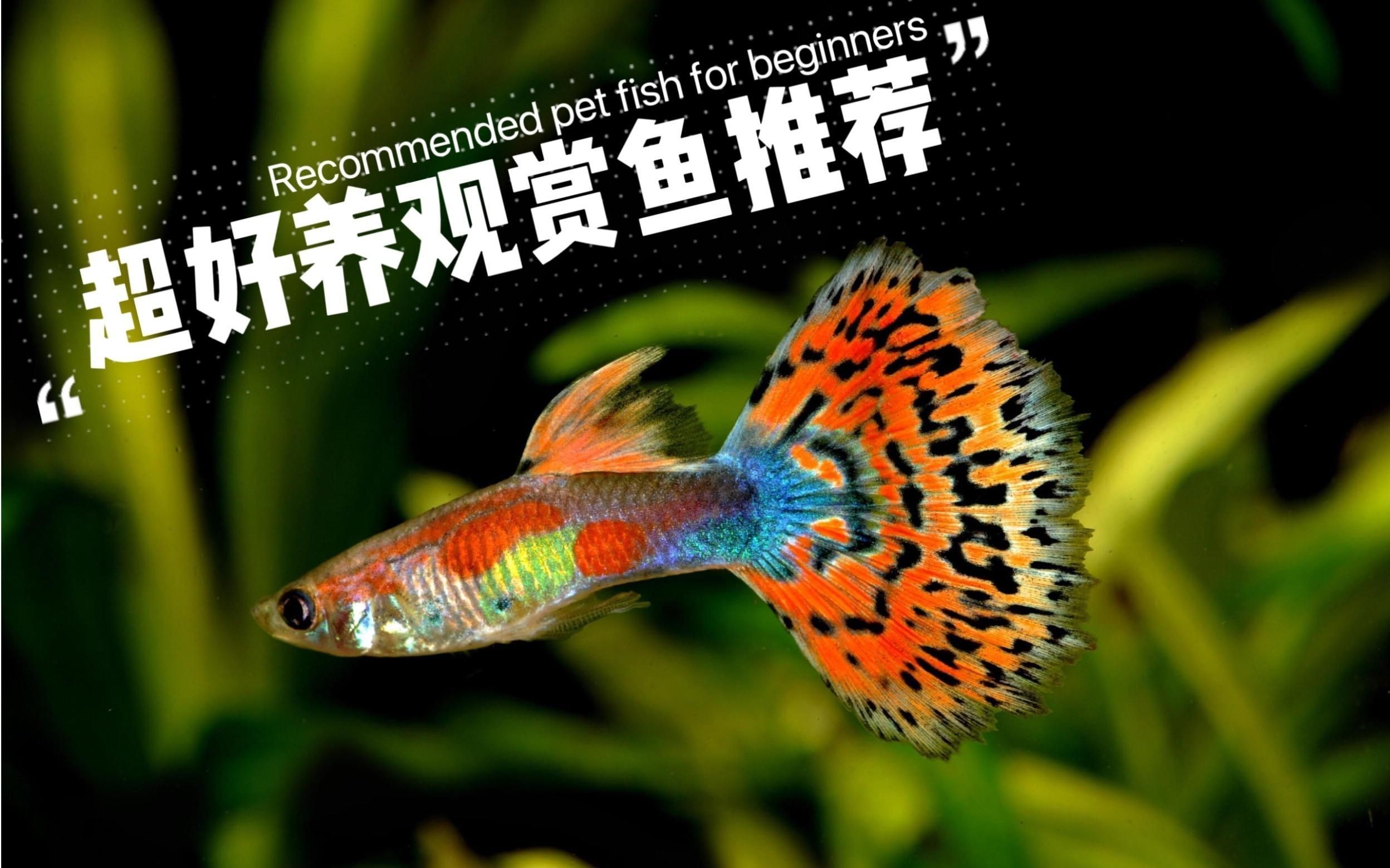 推薦一些適合養(yǎng)七條的魚種【10種最適合新手養(yǎng)的觀賞魚,皮實易養(yǎng),輕松上手】