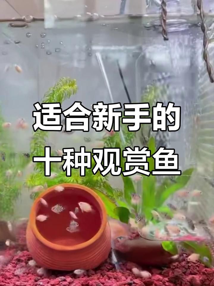 推薦一些適合養(yǎng)七條的魚種【10種最適合新手養(yǎng)的觀賞魚,皮實易養(yǎng),輕松上手】