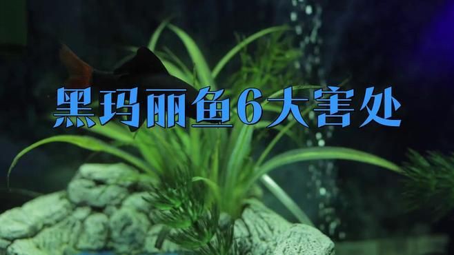 瑪麗魚為什么不建議養(yǎng)【《瑪麗魚為什么不建議養(yǎng)》】