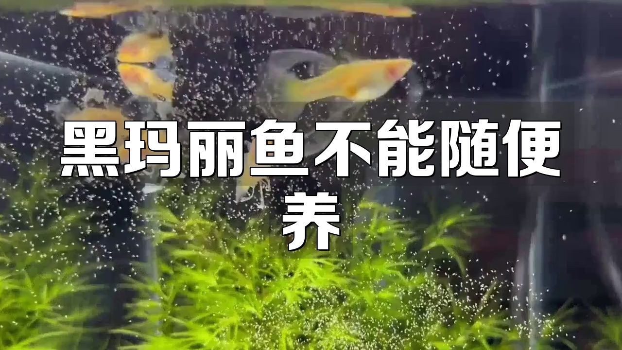 瑪麗魚為什么不建議養(yǎng)【《瑪麗魚為什么不建議養(yǎng)》】