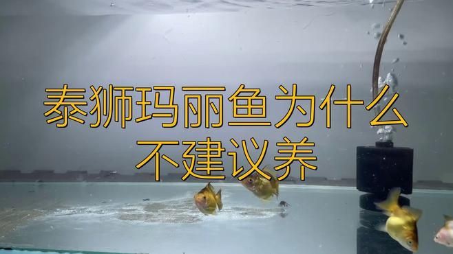 瑪麗魚為什么不建議養(yǎng)【《瑪麗魚為什么不建議養(yǎng)》】