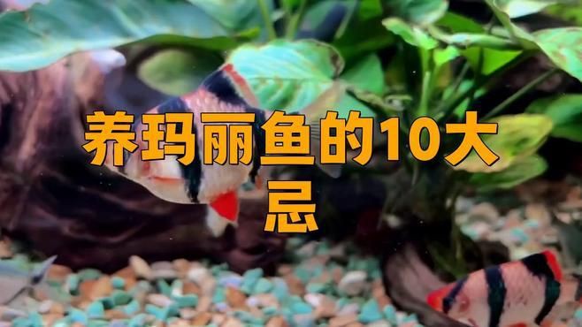 瑪麗魚為什么不建議養(yǎng)【《瑪麗魚為什么不建議養(yǎng)》】