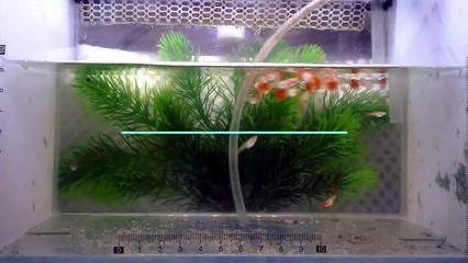 如何判斷龍魚內臟受傷的嚴重程度？【如何判斷龍魚內臟受傷】