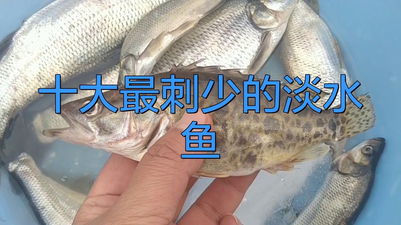 沒有刺的魚有哪些【《沒有刺的魚有哪些》】