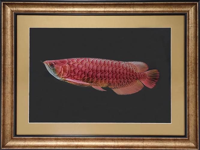 推薦一些高清的金龍魚雕刻圖片【金龍魚雕刻圖片推薦】