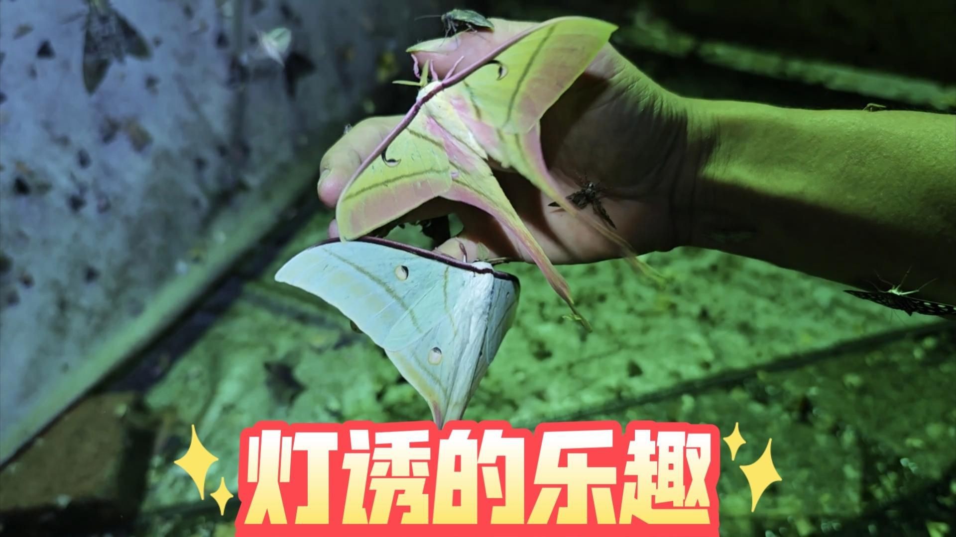 昆蟲誘捕燈【揭秘昆蟲誘捕燈】