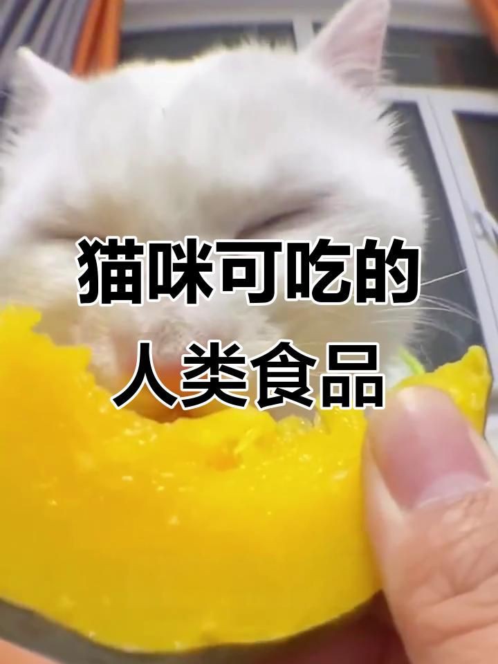 貓咪能吃我們生活中的哪些食物【貓咪能吃我們生活中的哪些食物，貓咪能吃的12種食物】