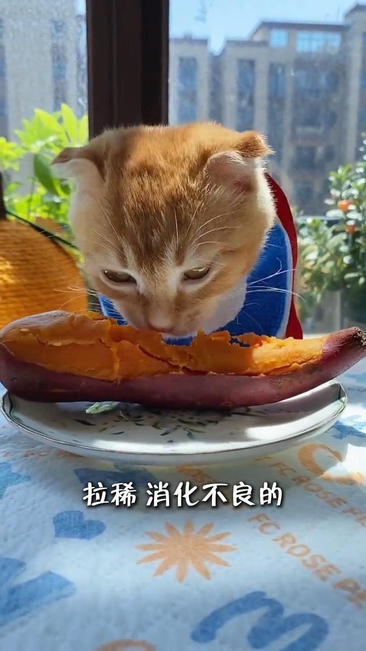 貓咪能吃我們生活中的哪些食物【貓咪能吃我們生活中的哪些食物，貓咪能吃的12種食物】
