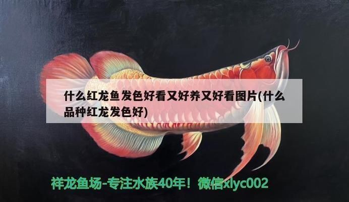 泗水龍魚最建議買的三樣?xùn)|西【泗水龍魚的飼養(yǎng)建議】