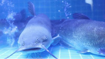 喀什龍魚店【喀什地區的“龍魚店”是一個融合了特色餐飲與觀賞功能的綜合性場所】 喀什龍魚店【喀什地區的“龍魚店”是一個融合了特色餐飲與觀賞功能的綜合性場所】 全國水族館企業名錄 第1張