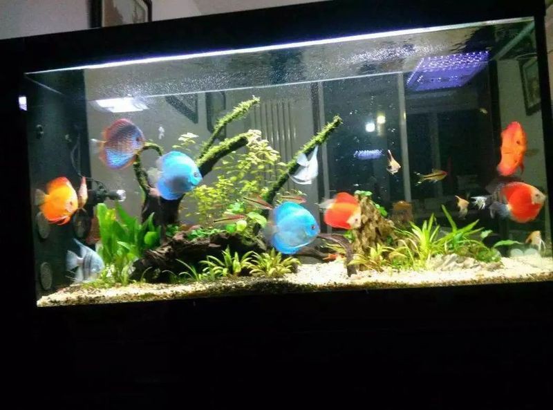 家用魚缸維修【家用魚缸的維修方法】