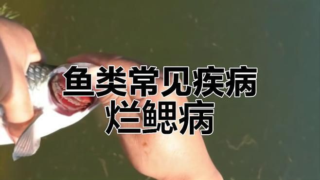 如何判斷魚鰓爛洞是否嚴重？【草魚爛鰓病診斷與防治】