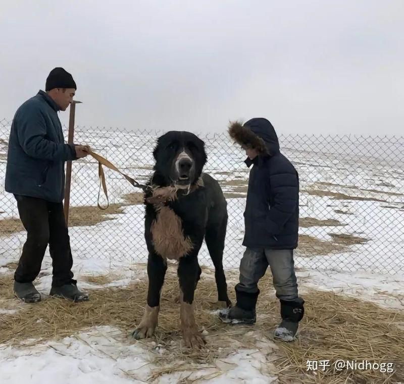極限個體豹屬于什么檔次【“極限個體豹”的生態位與戰斗力檔次維度綜合分析】