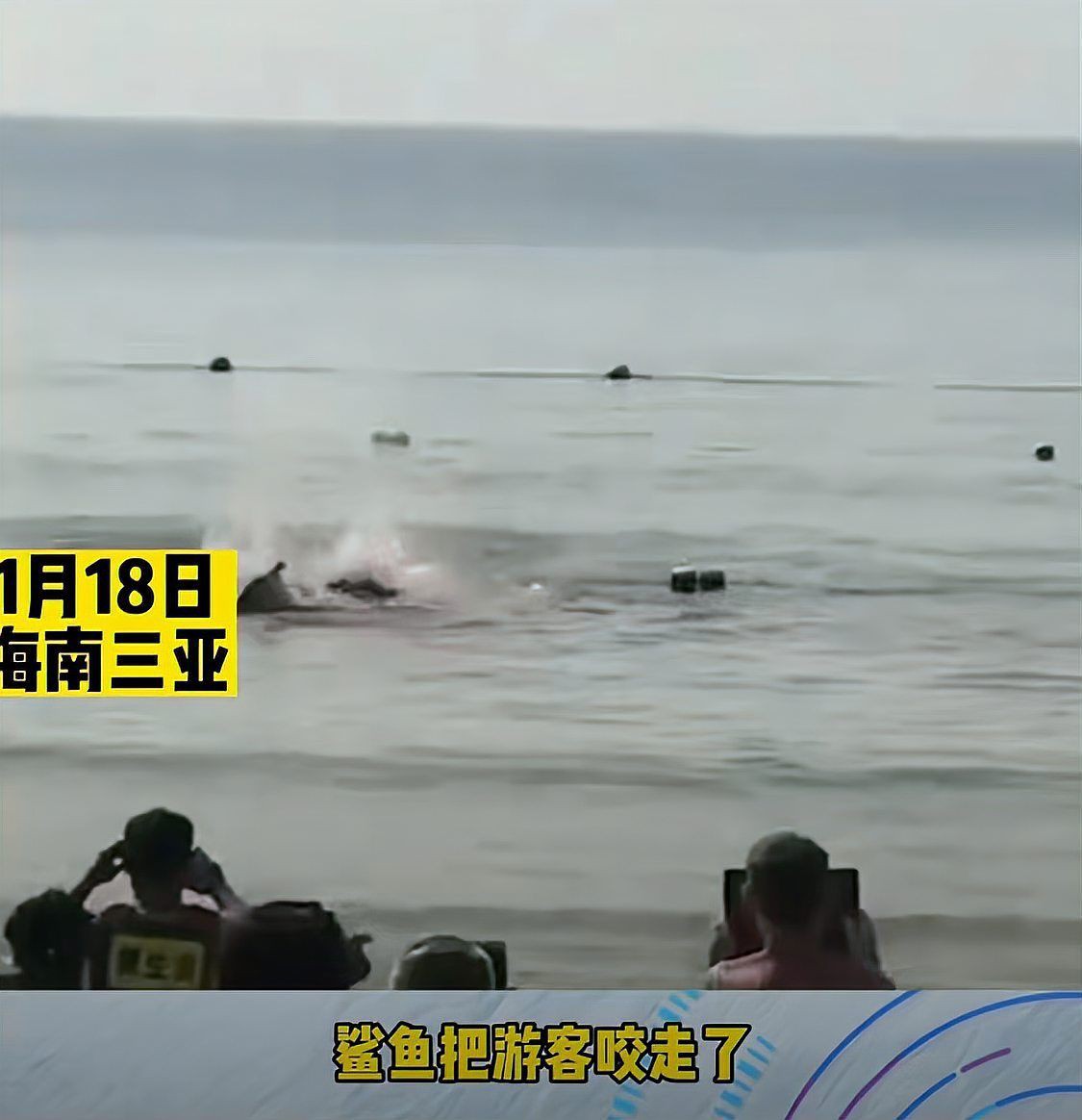 旅游海邊為什么沒有鯊魚【《旅游海邊為什么沒有鯊魚》】